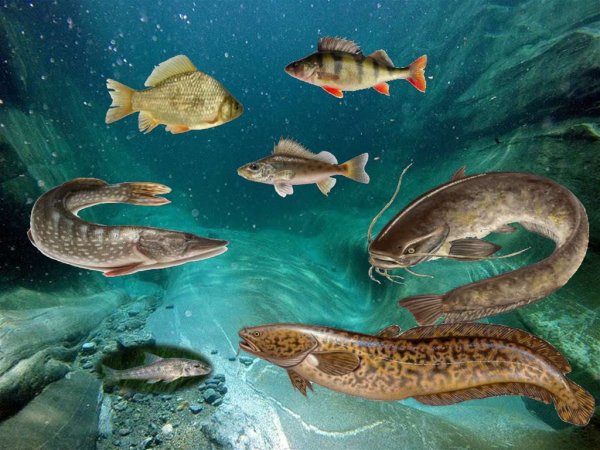 Речные обитатели