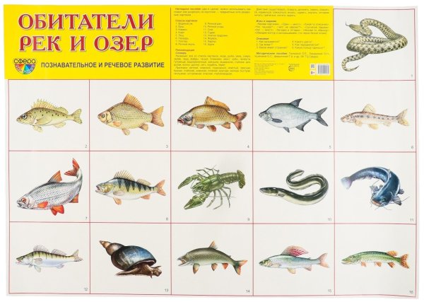 Подводный мир озера