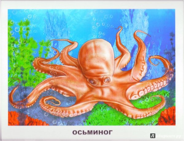 Жители океана для детей