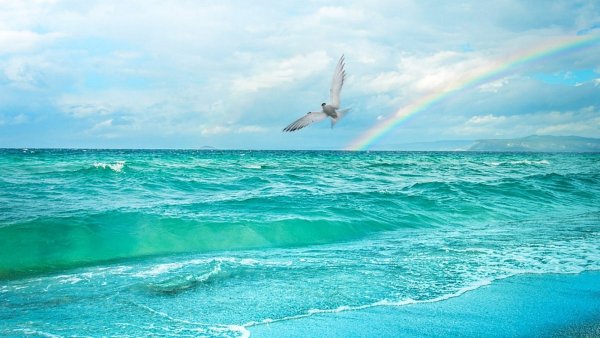 Чайки над морем