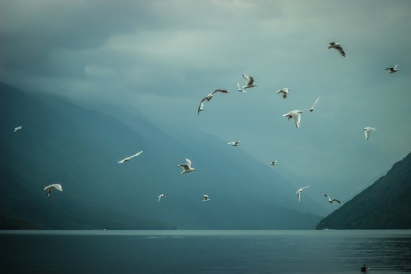 Птицы над морем