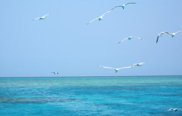 Чайки в небе над морем