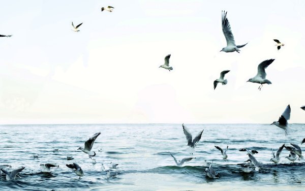 Стая птиц над морем