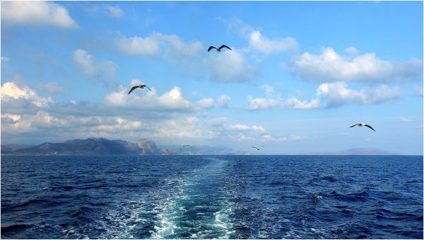 Море небо Чайки