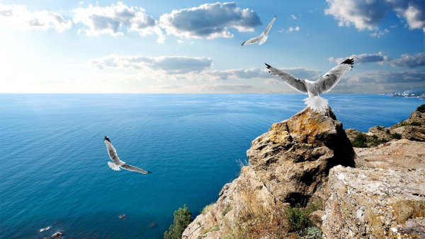 Парящая птица