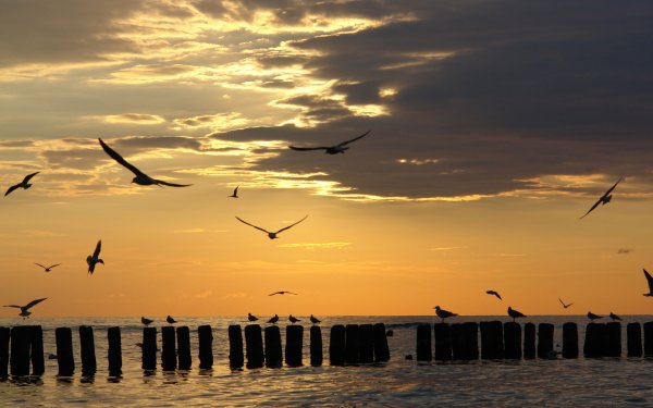 Чайки вдалеке