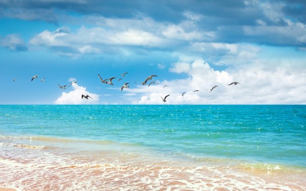 Море с чайками