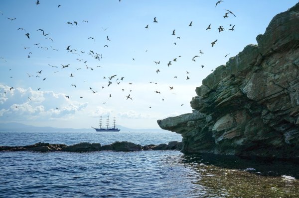 Черное море Чайка парусник