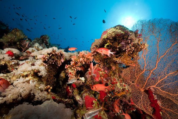 Фауна Шарм Эль шейха