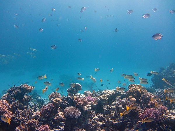 Красное море индийский океан