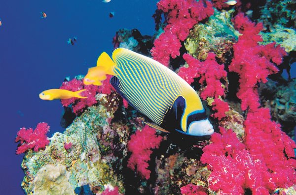 Рыбки в Шарм Эль Шейхе