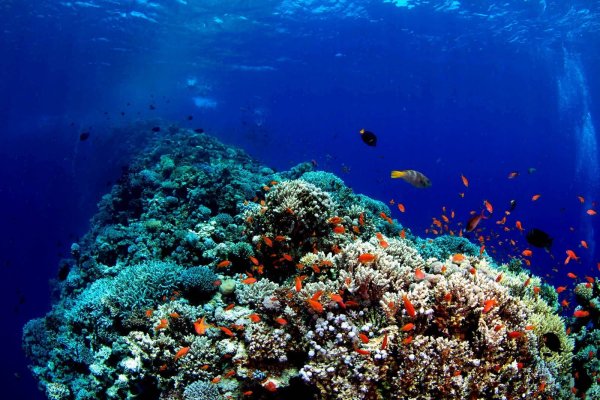 Красное море риф Шарм Эль Шейх