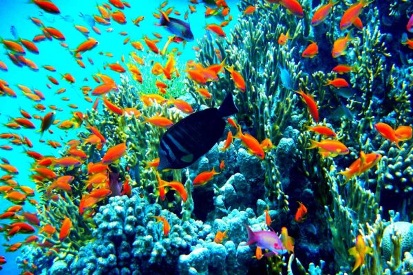 Красное море берег Африки