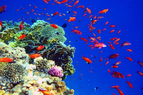 Красное море Египет