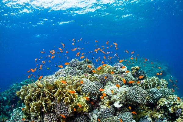 Красное море вид с Египта