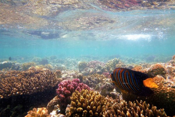 Египет подводный мир красного моря