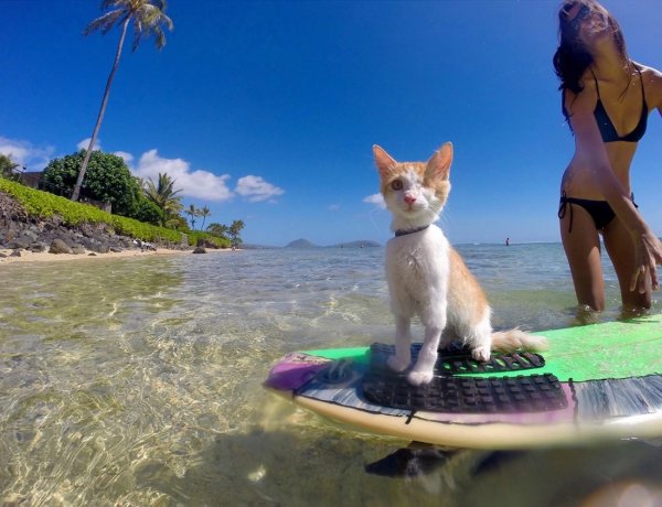 Карикатуры на пляже