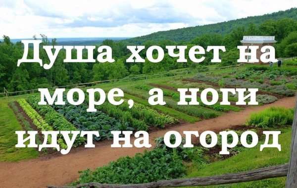 Душа хочет на море а ноги идут на огород