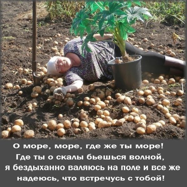 Афоризмы про дачу