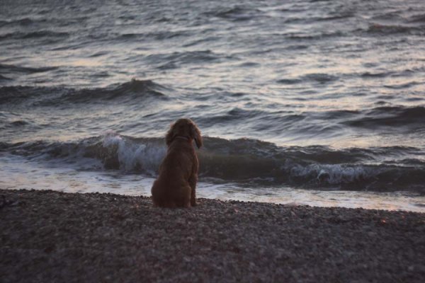 Собака у моря в одиночестве