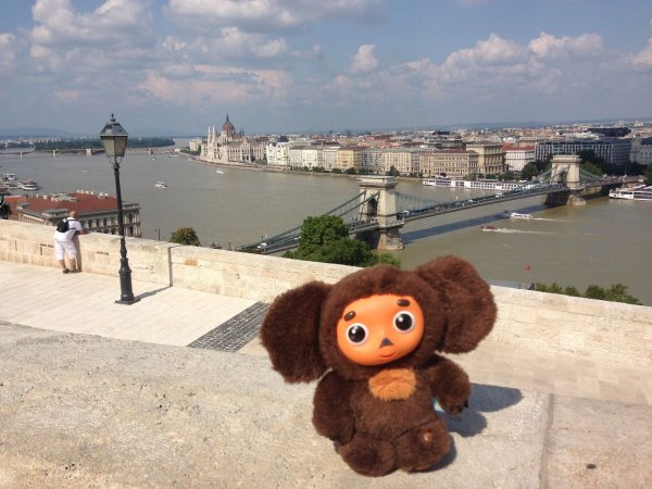 Собака у моря в одиночестве