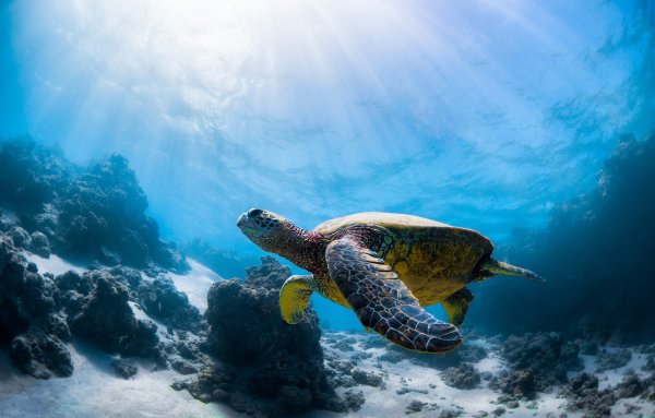 Морские черепахи в Красном море