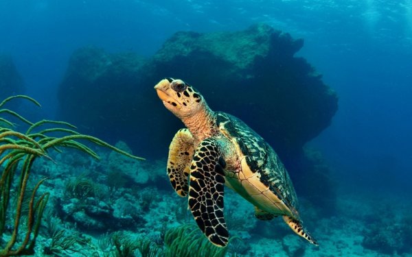 Водные и морские черепахи