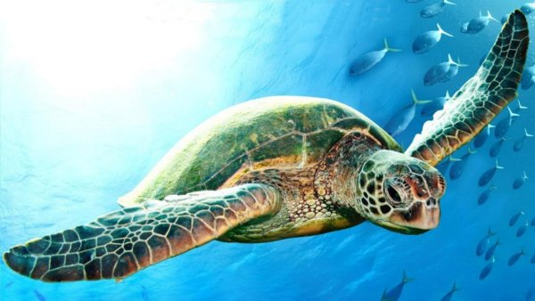 Морская черепаха