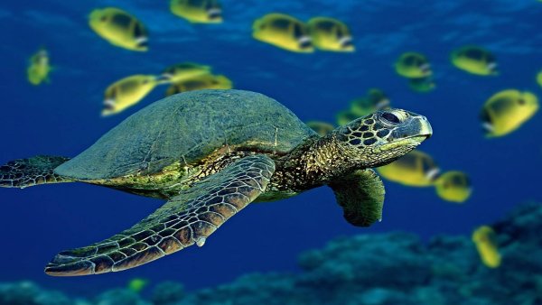 Черная морская черепаха