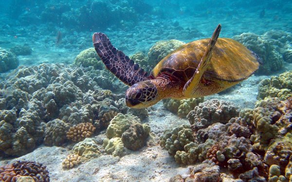 Подводный мир