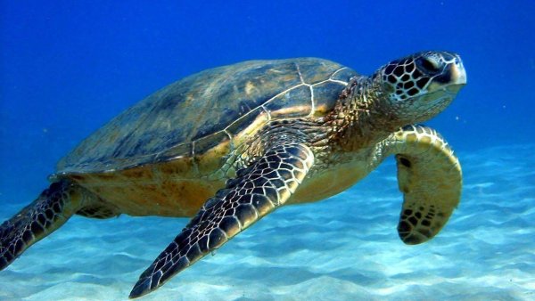 Китовая черепаха