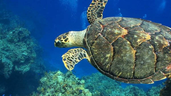 Черепаха плавает