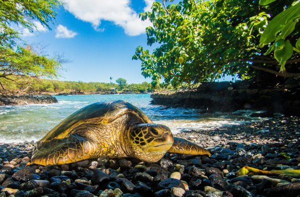 Морская черепаха красивое фото