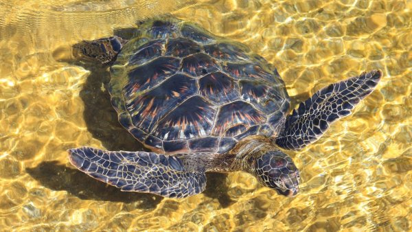 Морская черепаха