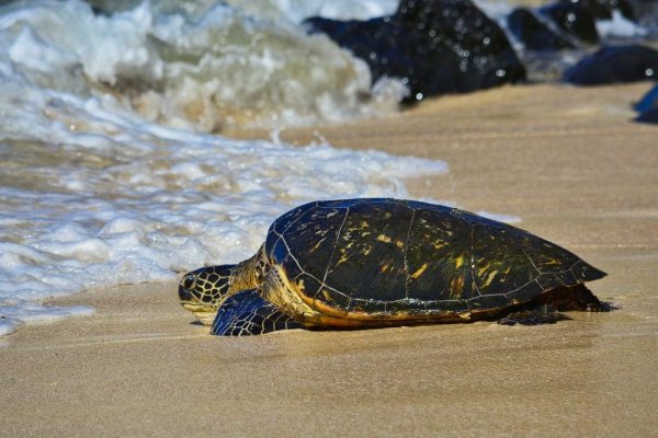 Морская черепаха обои красивые