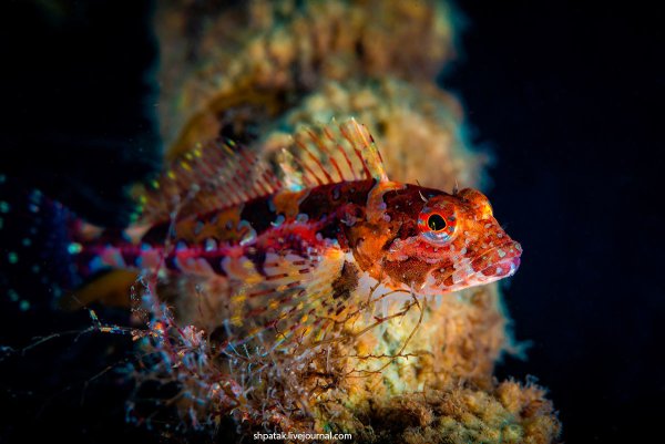 Красный керчак