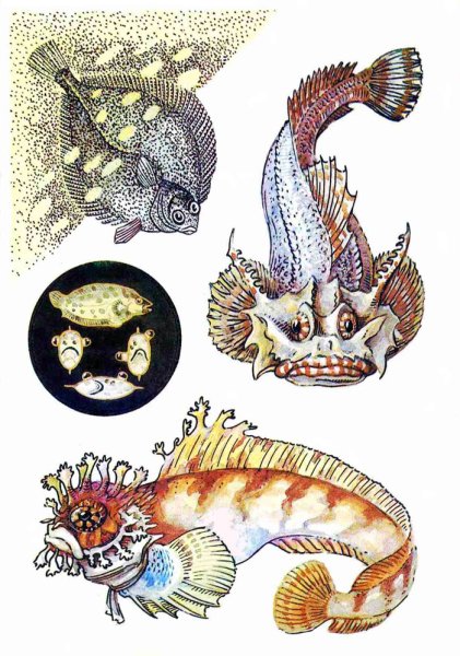 Рыбы японского моря