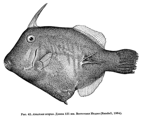 Получешуйник Гильберта рыба