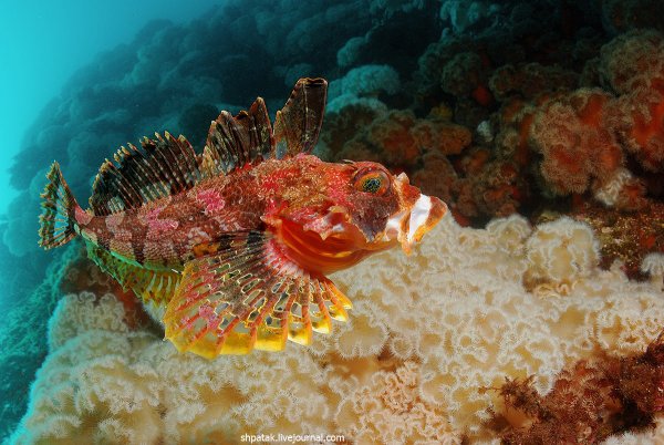 Обитатели моря для детей