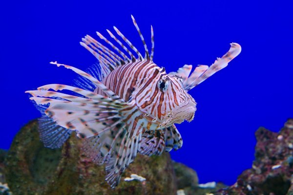 Агономал Джордена