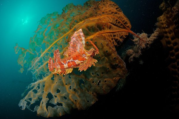 Скорпена рыба