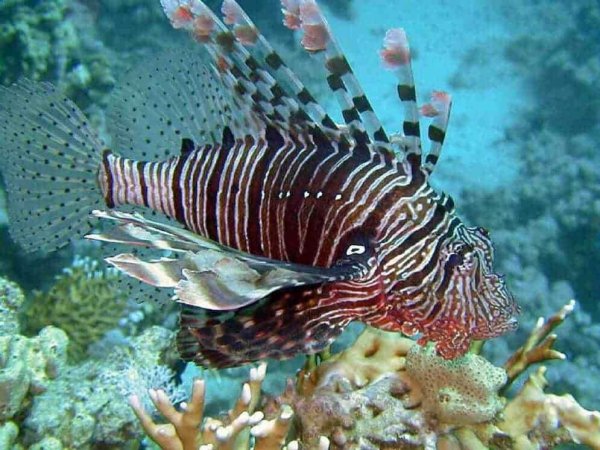 Агономал хоботный