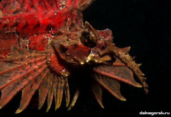 Морские обитатели мелководий