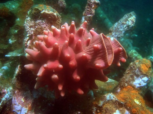 Кораллы Охотского моря