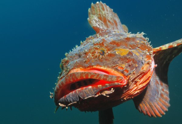 Японское море доклад