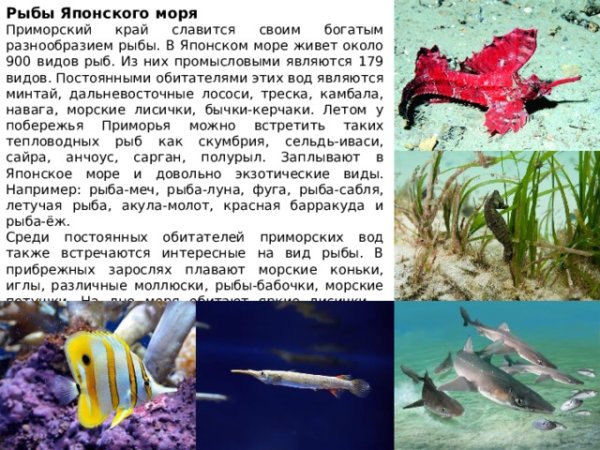 Фауна японского моря