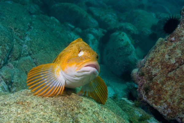 Морские и речные обитатели