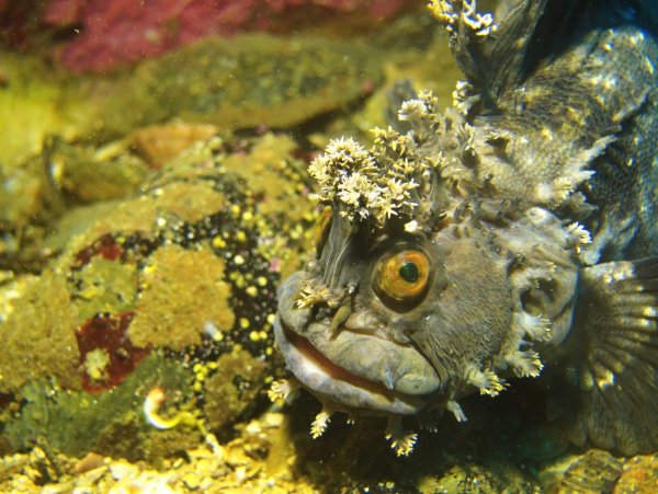 Дальневосточный морской заповедник обитатели