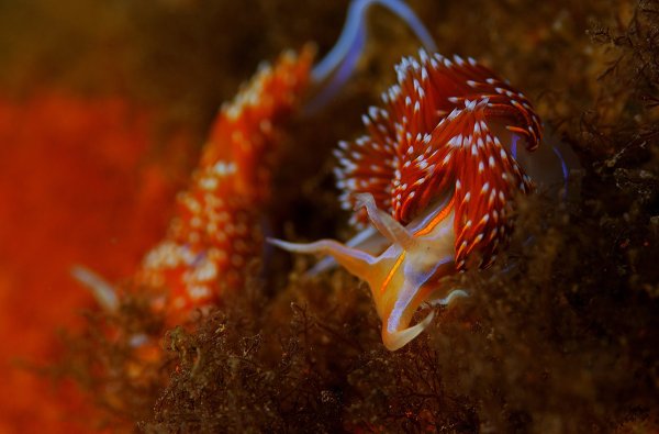 Морской дракон тряпичник