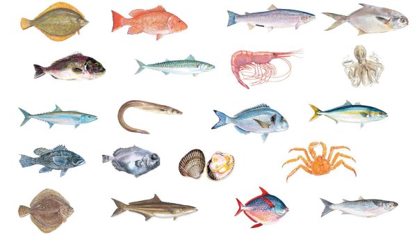 Морской петух красное море